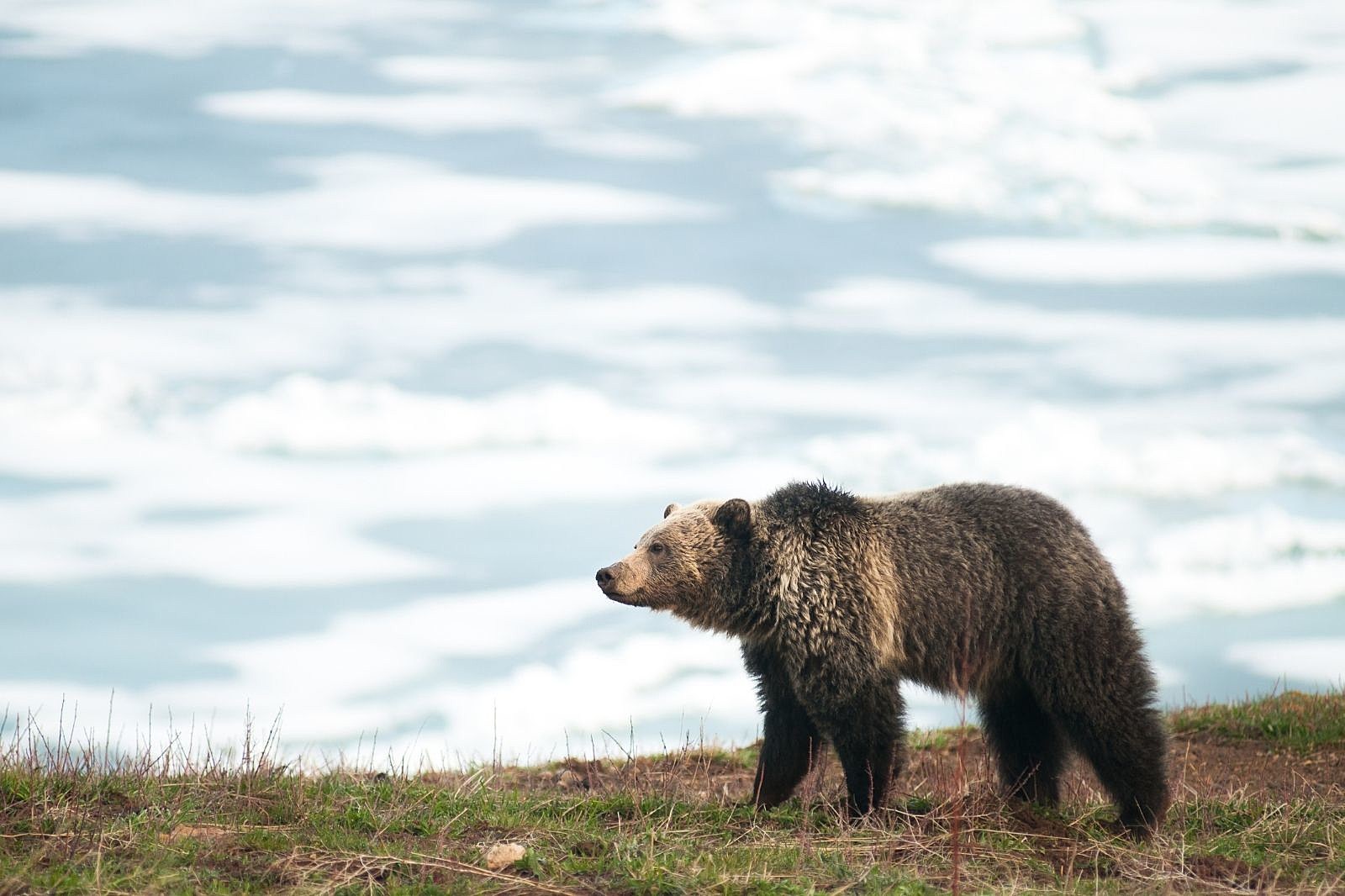 Hunters report concerning uptick in grizzly bear sightings