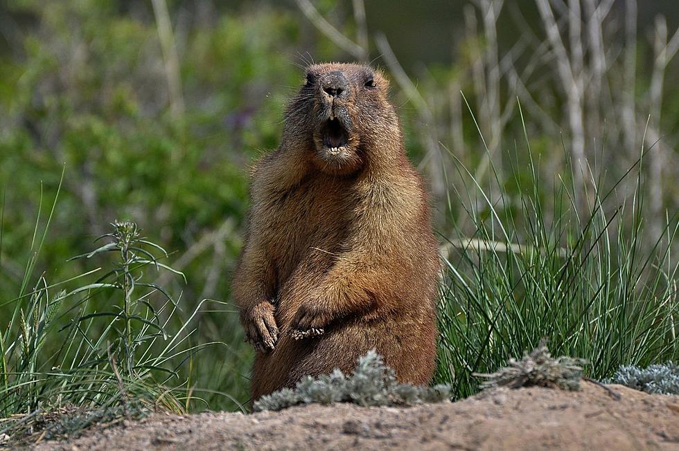 Punxsutawney Phil And Montana’s Weather: Will Spring Come Early?