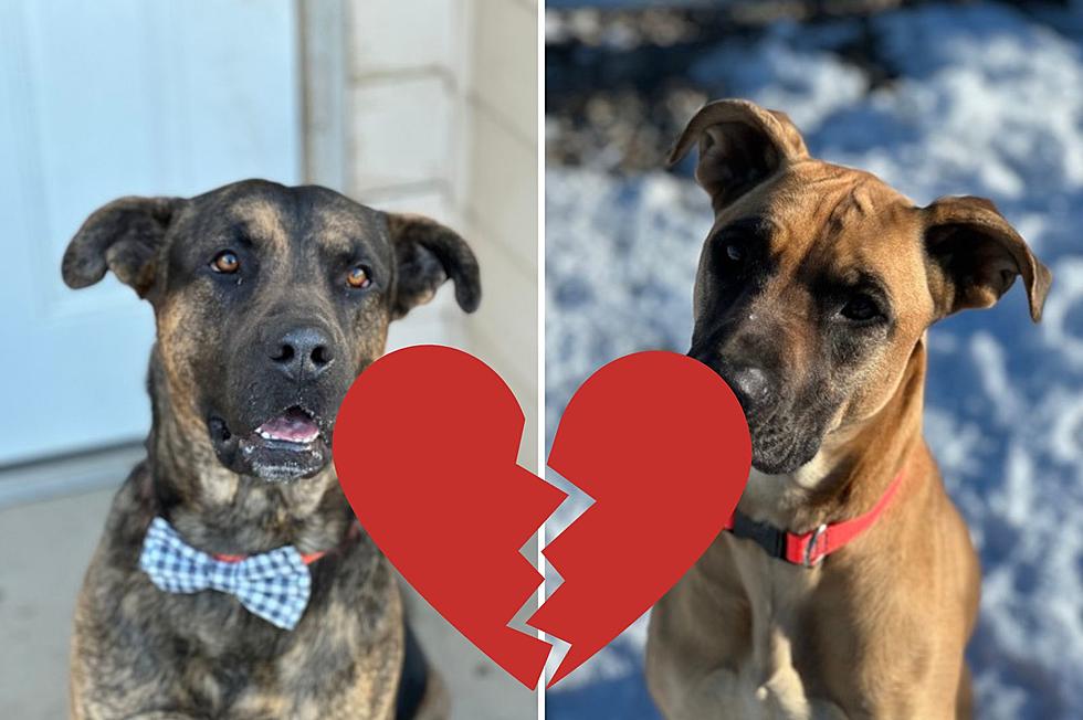 2 Montana Pups With Heartbreaking Story Available For Adoption
