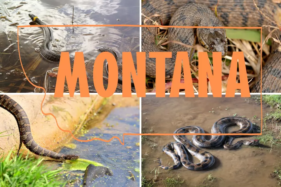 The Most Snake Infested River In Montana