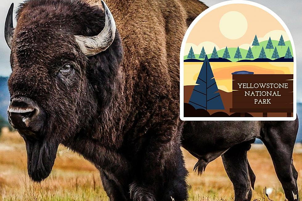 The Latest Bison Tossing At Yellowstone National Park
