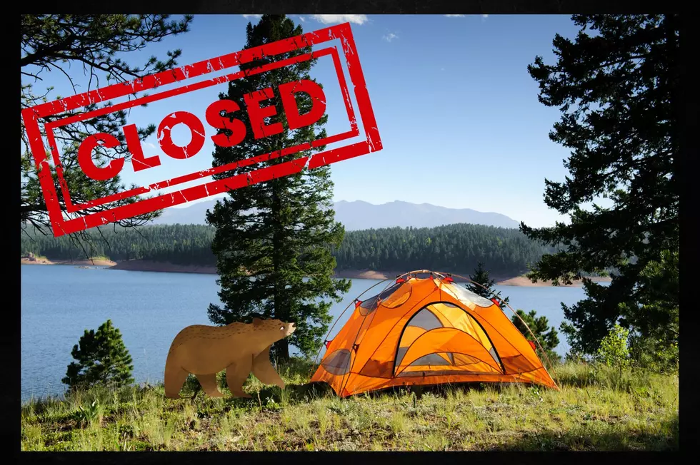 Popular Montana Camping Area Closed Due To Bear Activity