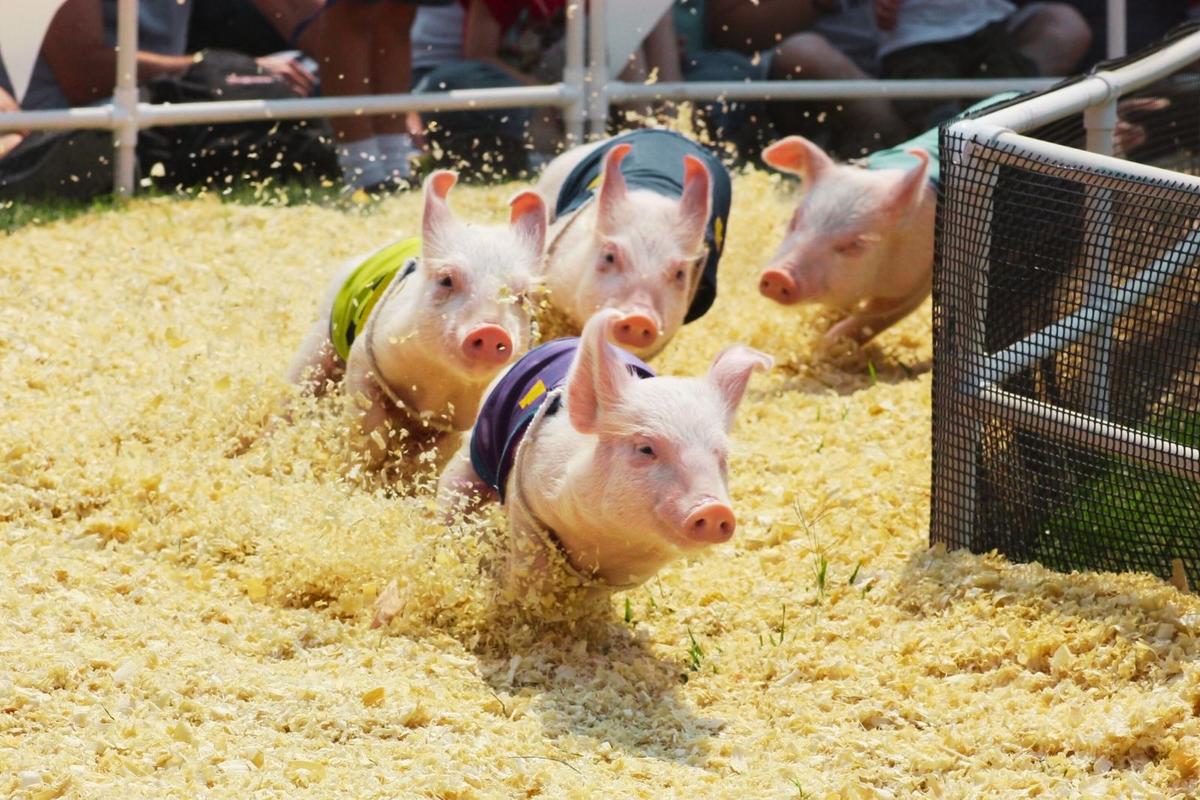 Wild Events: Pig Races In Montana
