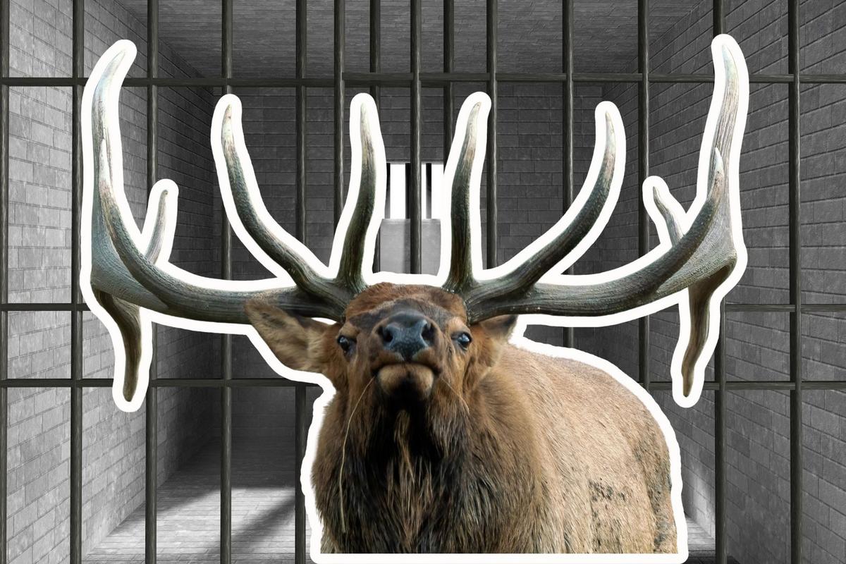 Montana Game Wardens Seize Mounts: Multi-Year Poaching Case