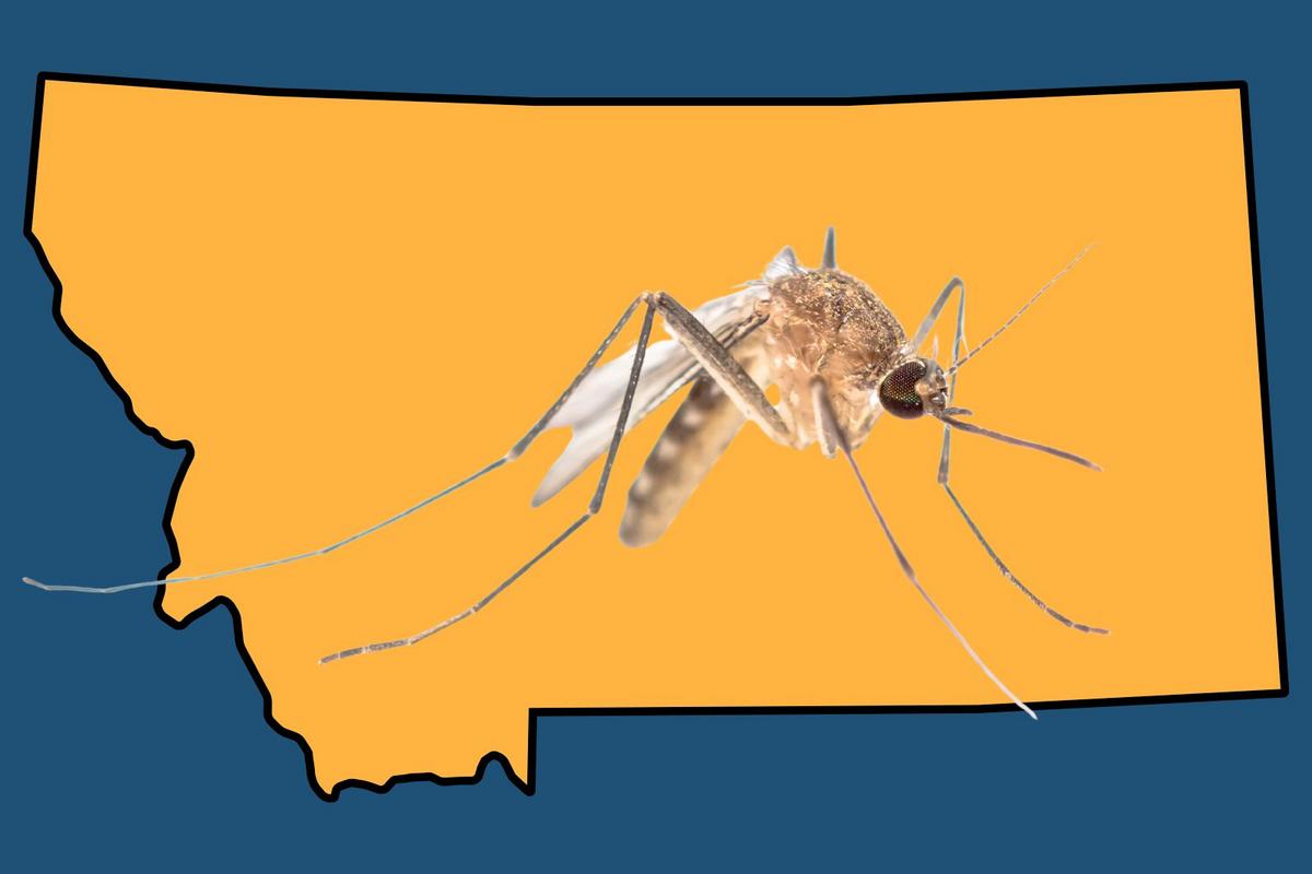 Montana Health Officials Warn Of Rising West Nile Threat