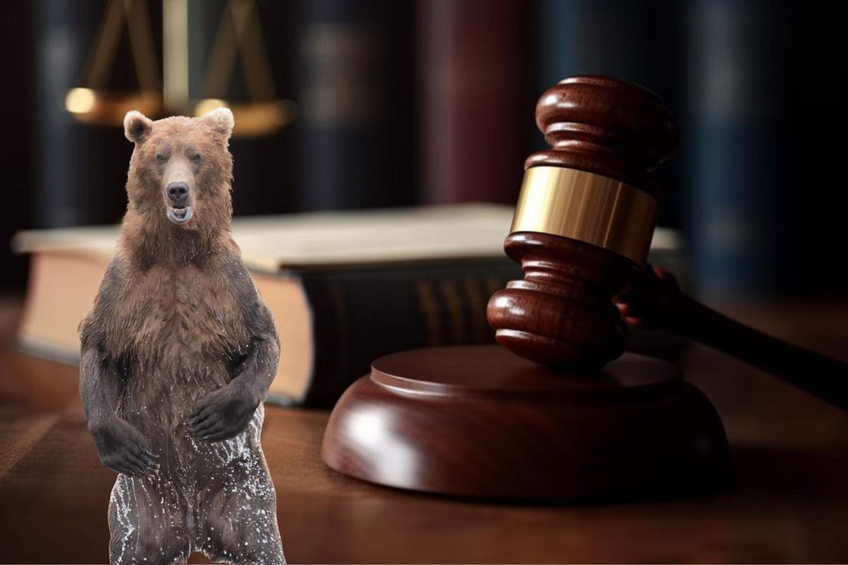 Montanan In Legal Trouble After Grizzly Bear Shooting