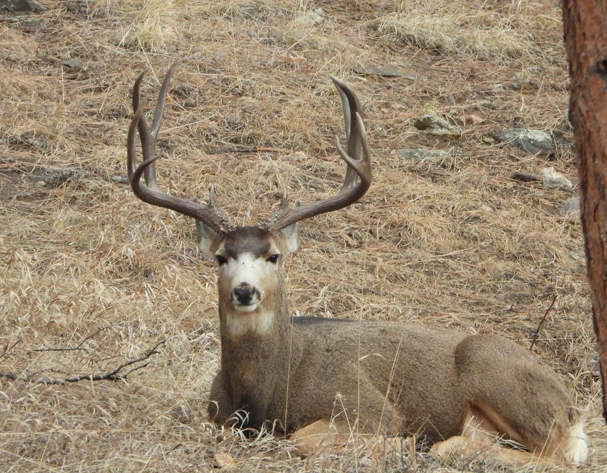 Montana FWP Busts Big Horn County Men In Poaching Investigation