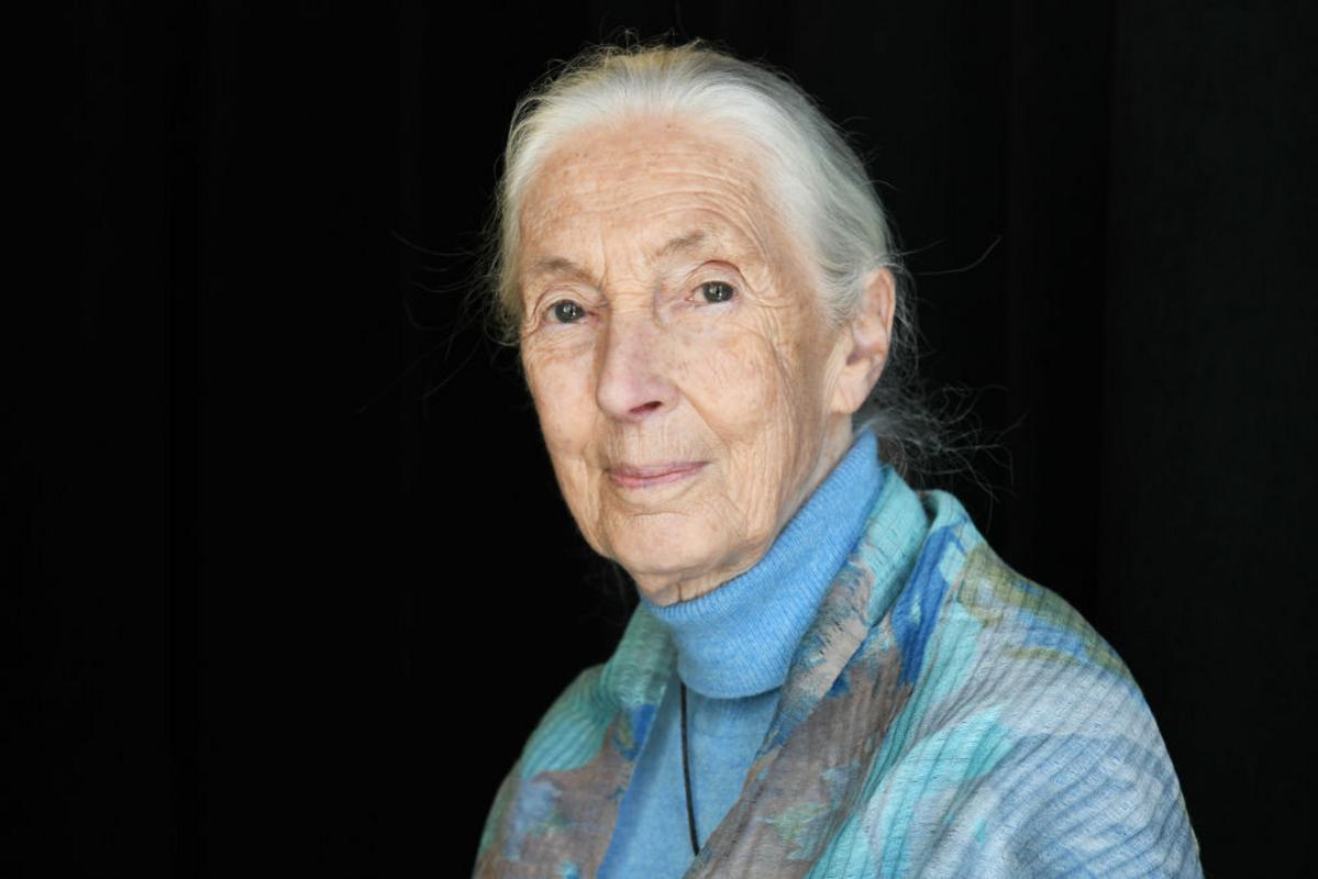 New Museum Exhibit In Montana: Life And Legacy Of Jane Goodall