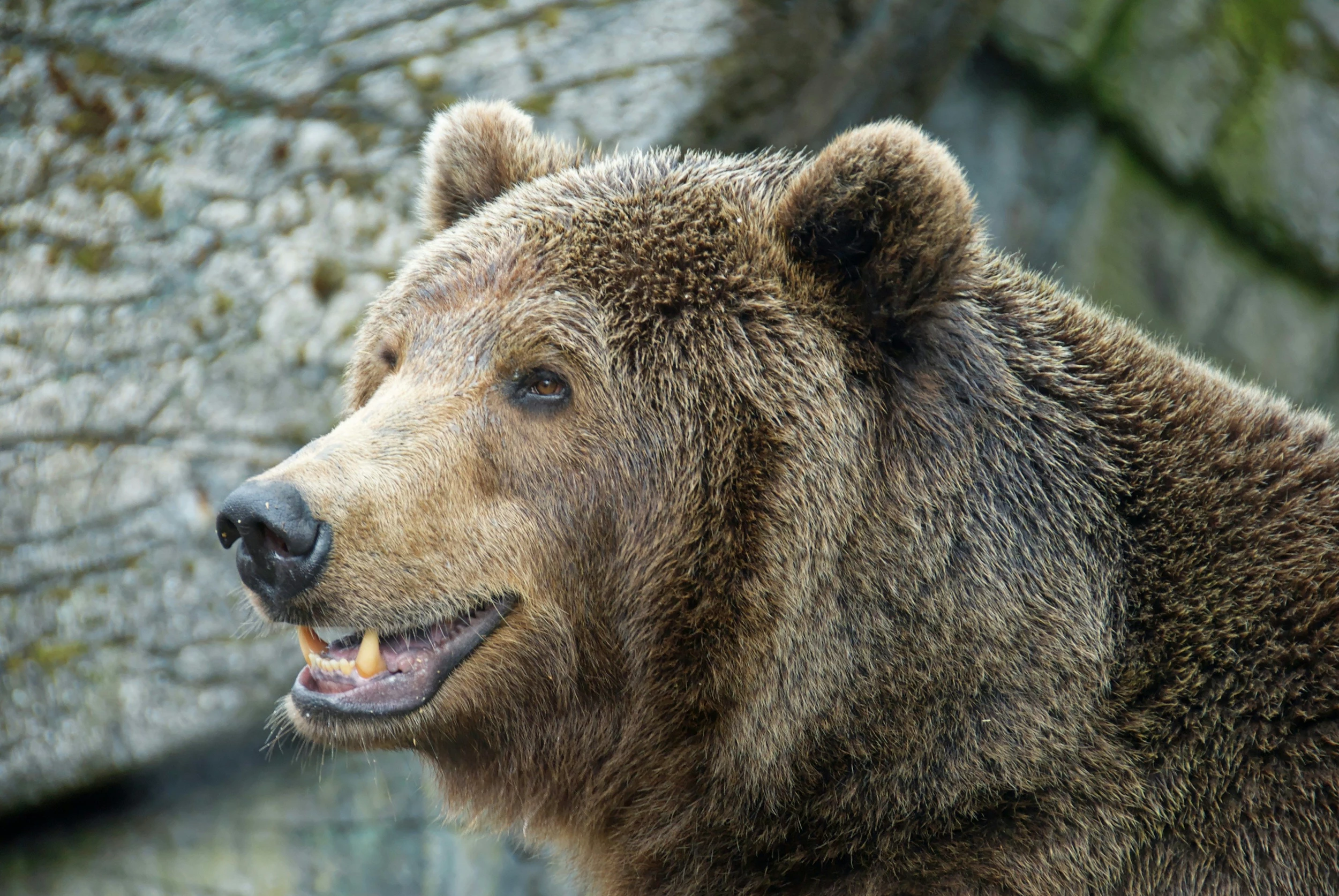 Grizzly Bear Safety Tips For Outdoor Adventures In Montana
