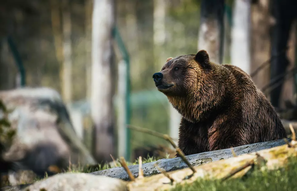 Montana To Control It's Grizzly Bear Population? 