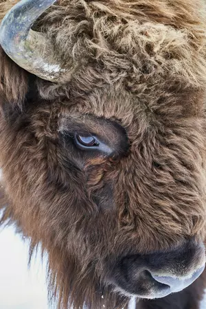 Yellowstone Bison Attack Reminder To All Who Visit Montana
