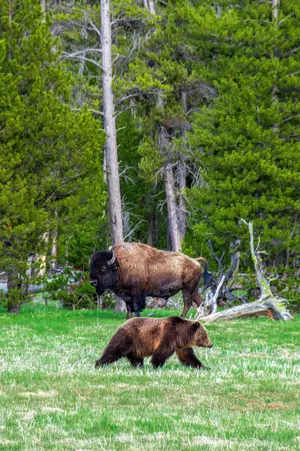 Two Montana Parks Land In Top Five Most Searched National Parks