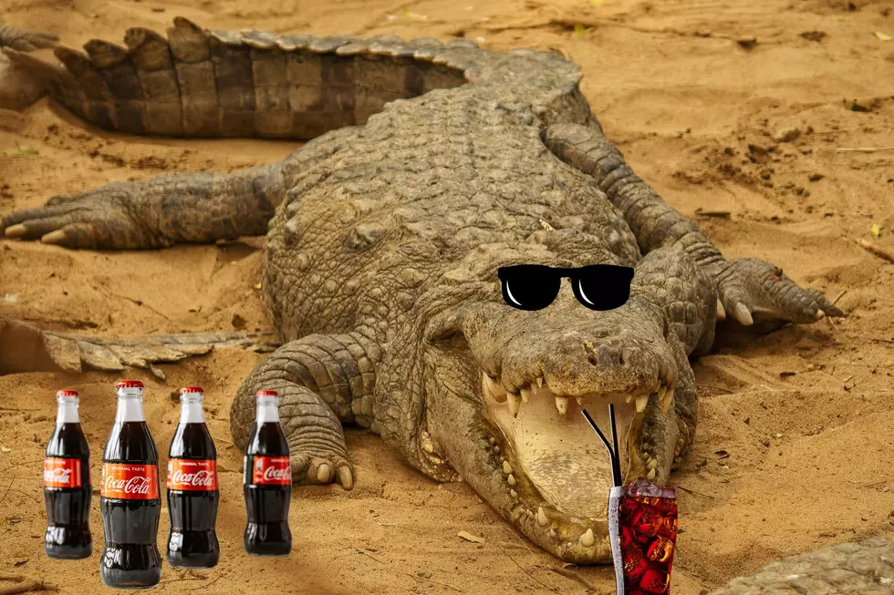 Check Out This Chunky Alligator Found In A Coca-Cola Plant