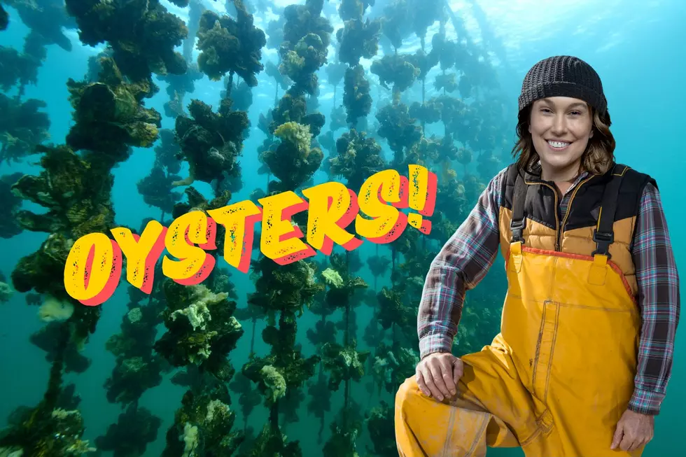 How Oysters Farms Supposedly Work, According To Kelly