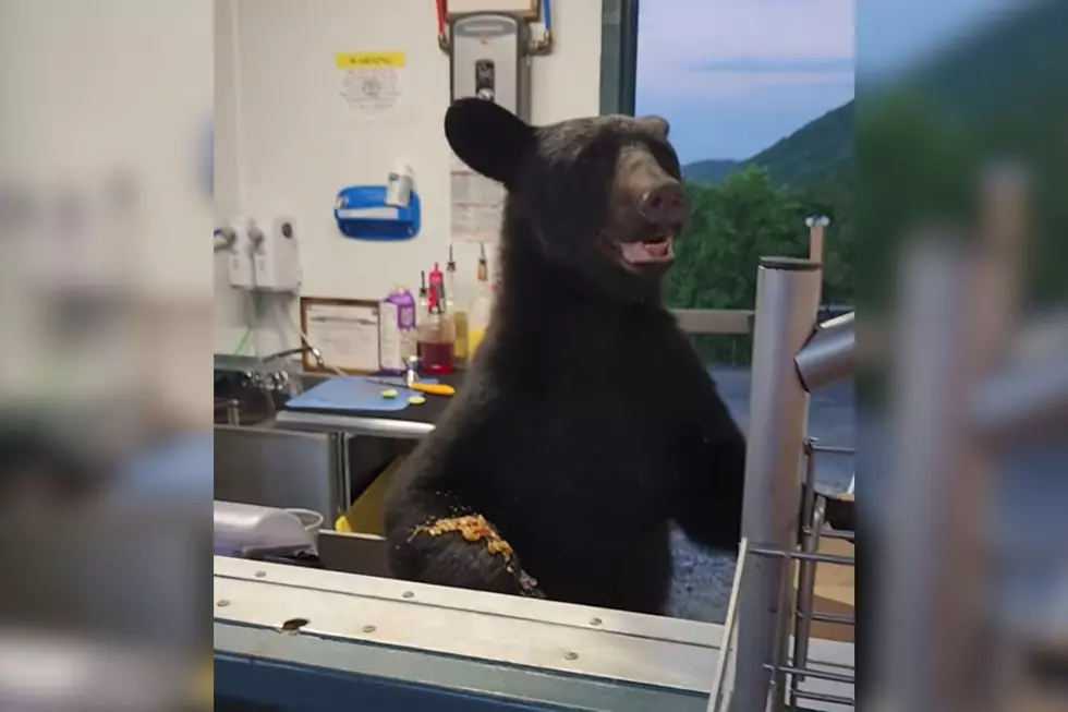 Pro Tip: You Should Probably Warn Someone When There’s a Bear in the Building