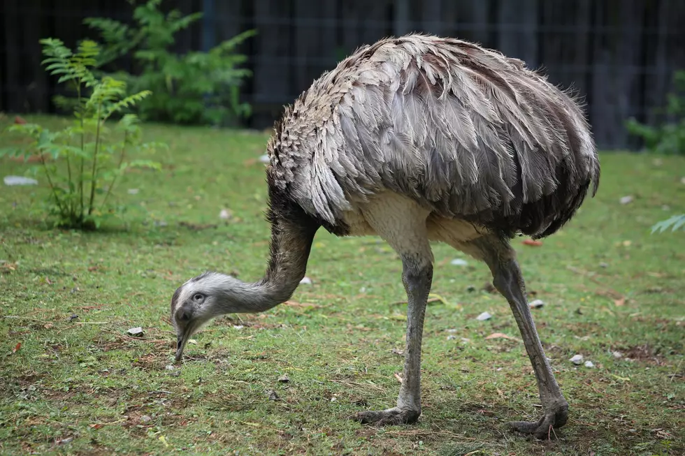emu