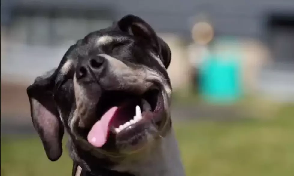 Rex Rescued From Refuse Rig