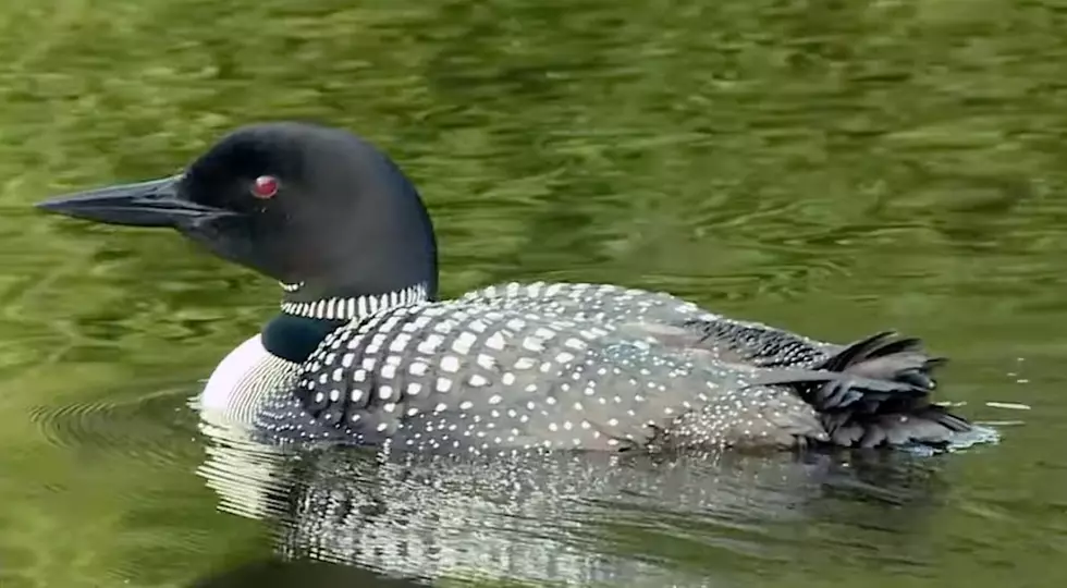 Belgrade Lakes, Maine Loon Calling Contest