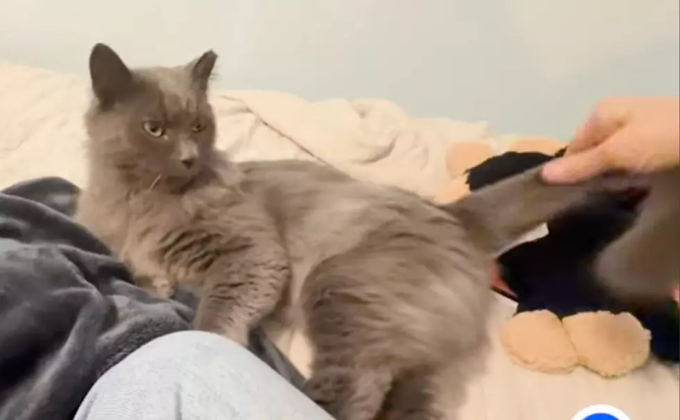Family Reunited With Favorite Pussy