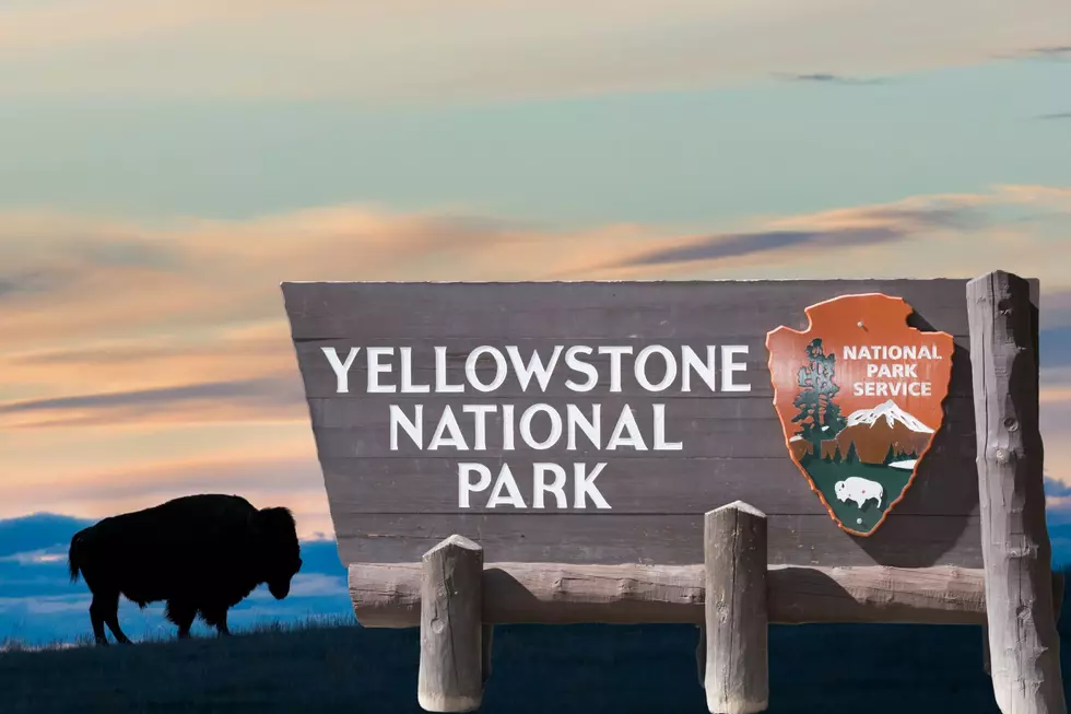 Rare White Bison Calf Born In Yellowstone