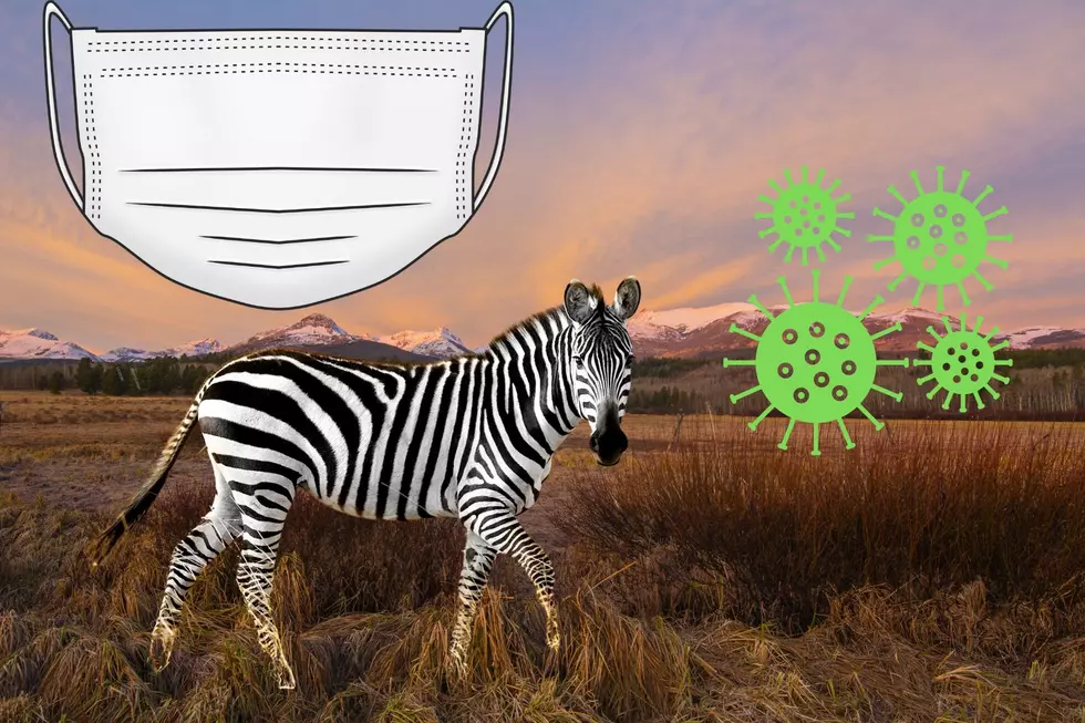 From Fugitive to Fame, Now Quarantine for Escaped Zebra
