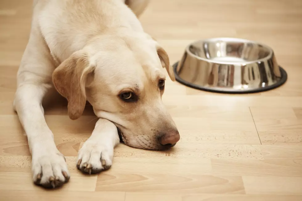 Local Pet Owners Urged To Check Shelves After Dog Food Recall