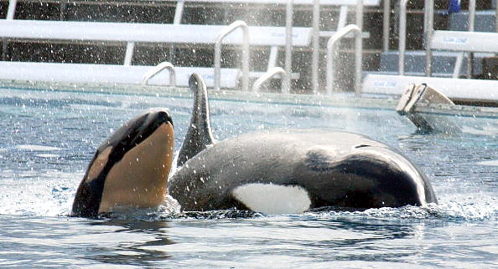 Rock and Country Artists Boycotting Sea World Are Missing the Boat