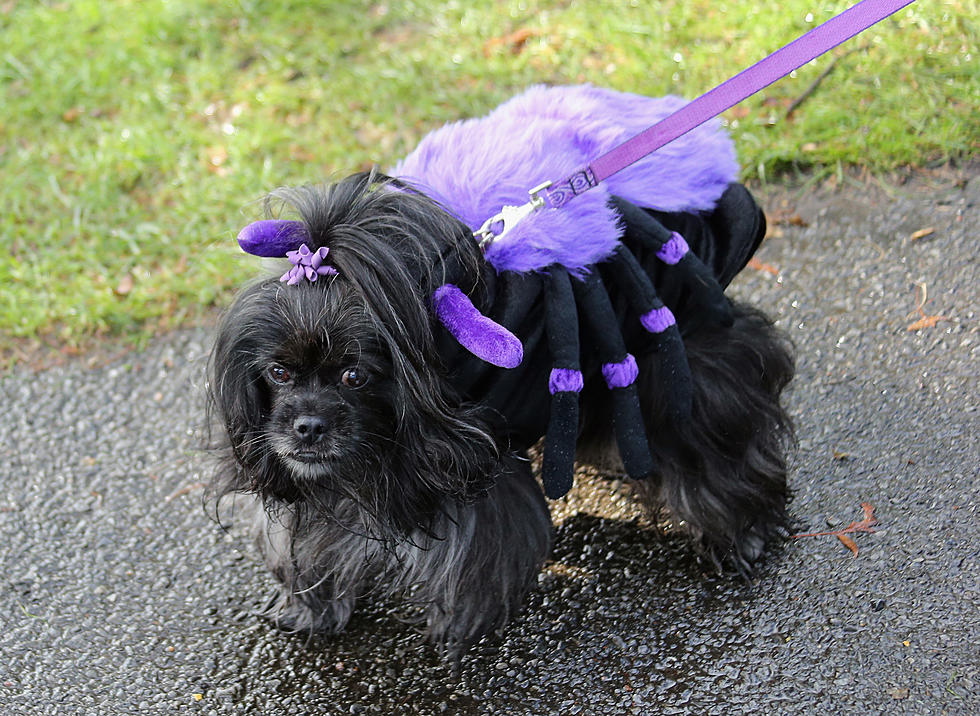 Pets on Halloween