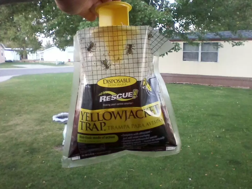 Did You Have Yellowjackets at Your Place Over the Summer?