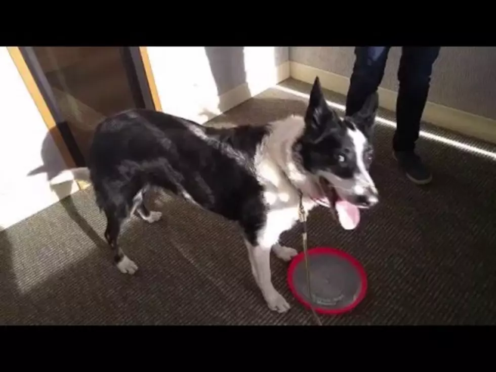 Kali is looking for a ‘Furever’ Home [VIDEO]
