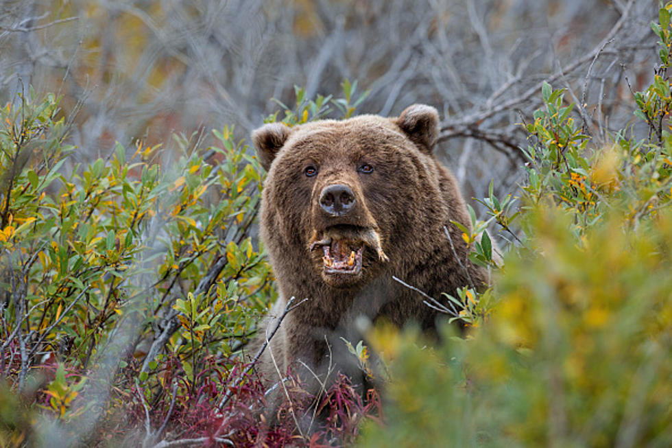 Groups Intend to Sue Over New Wyoming Grizzly Hunt Law