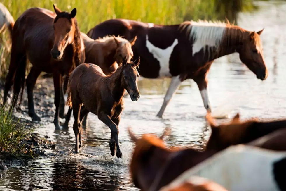 Wild Horse Pastures Needed