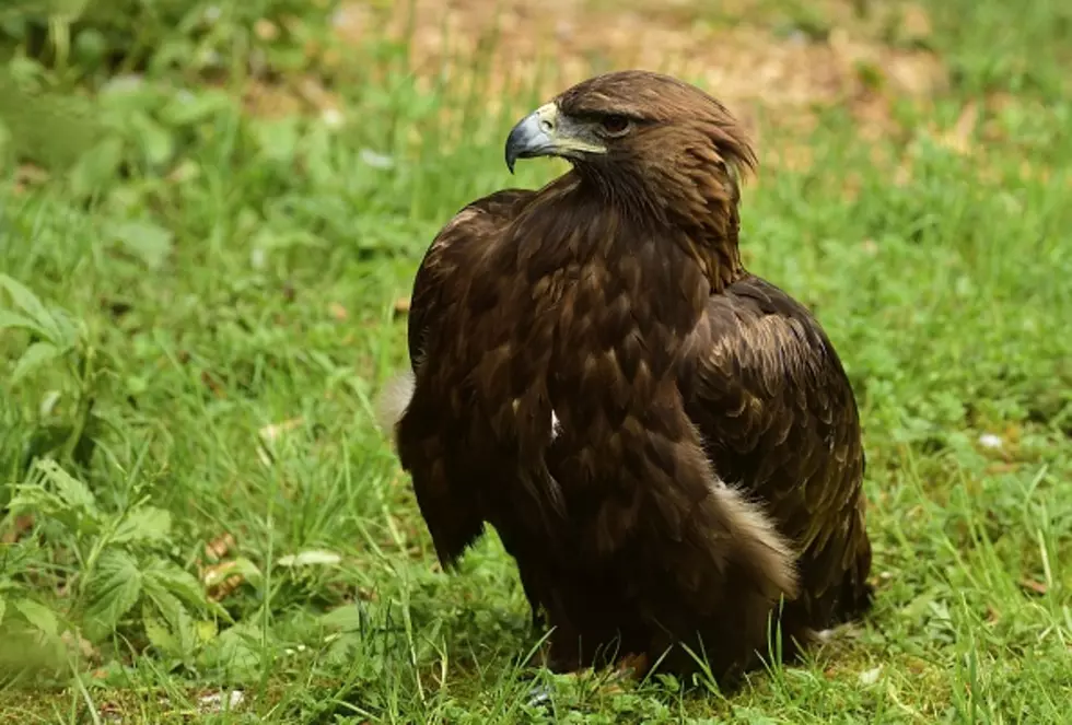 Yellowstone Eagle Dies