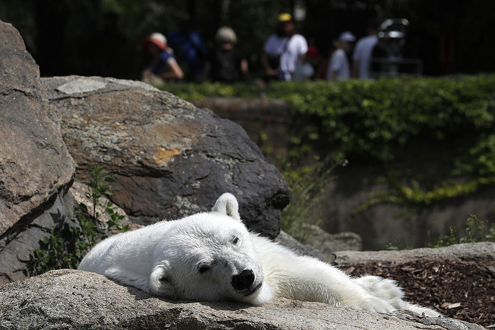 Wait… Someone Spray Painted a Polar Bear?