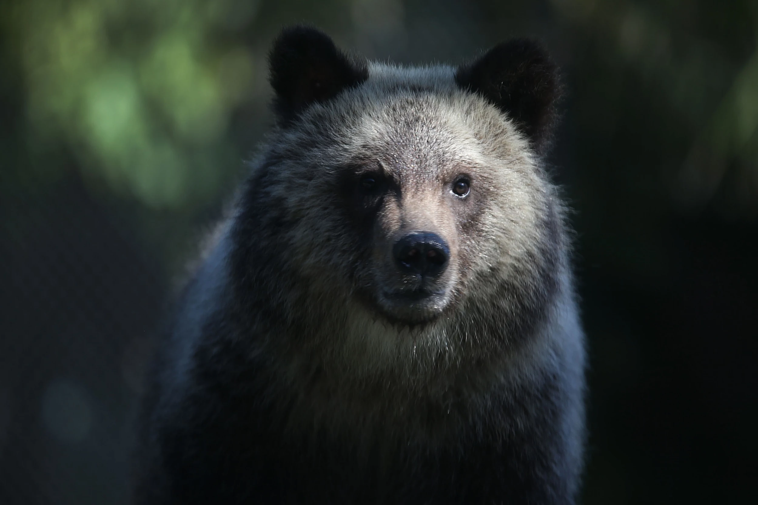 ZooMontana's Ozzy the grizzly bear picks 49ers to win Super Bowl