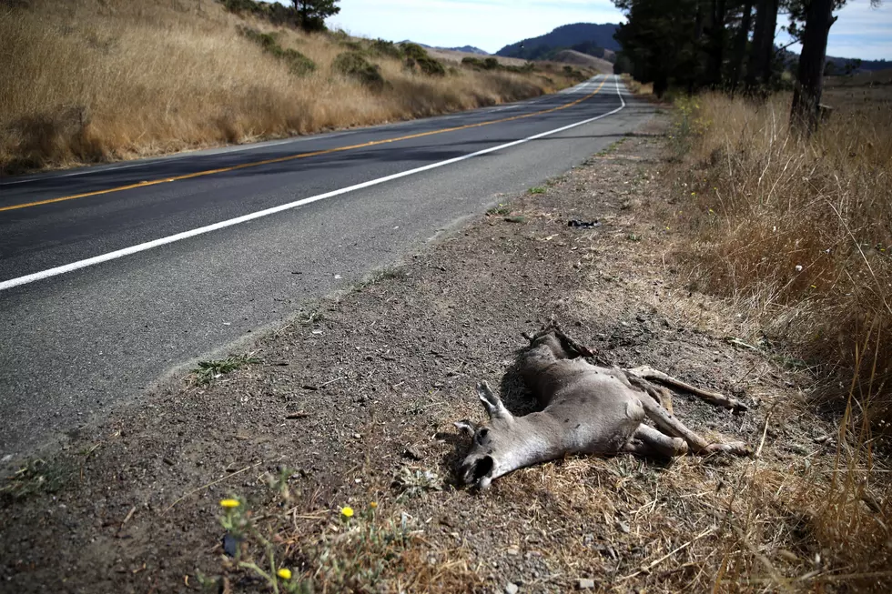 Highest Deer Collision Roads in Montana