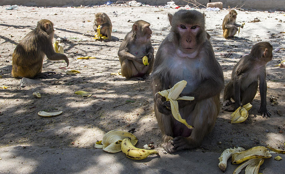 Monkeys in Montana Leading a COVID-19 Vaccine