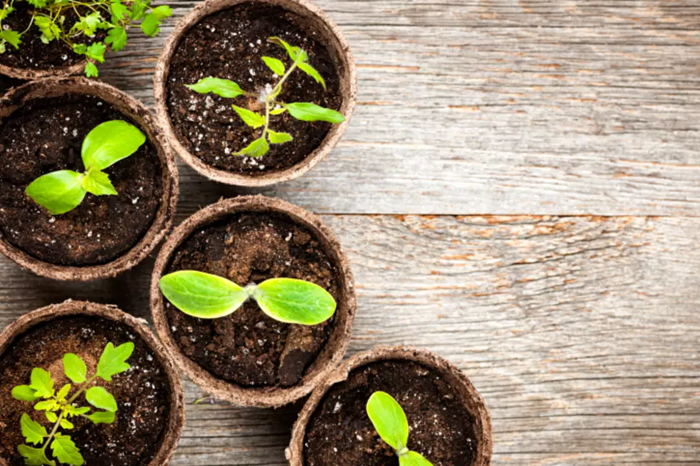 Garden Fever: When to Start Indoor Seedlings in Billings