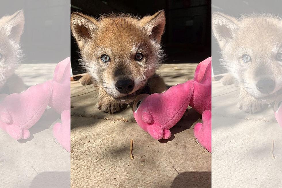 Meet Simpson, the New Grey Wolf Pup at ZooMontana