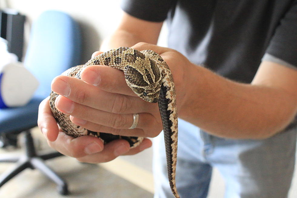 Out of 10 Native Snake Species in Montana, Only One is Venomous