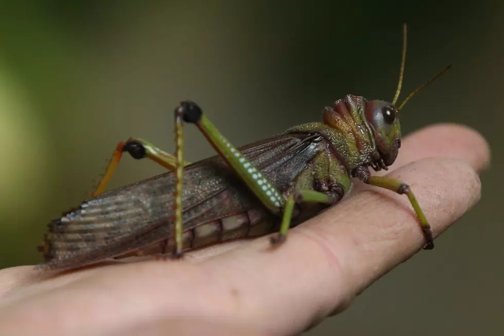 So Many Grasshoppers Around Billings: Here&#8217;s What You Can Do