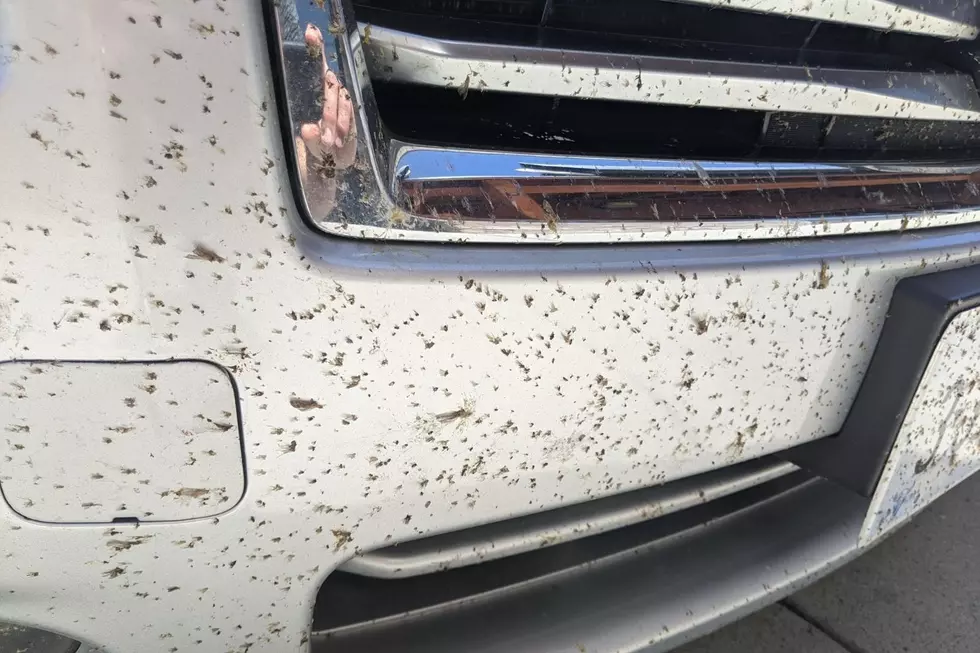 Keep Bugs Off Your Car This Summer
