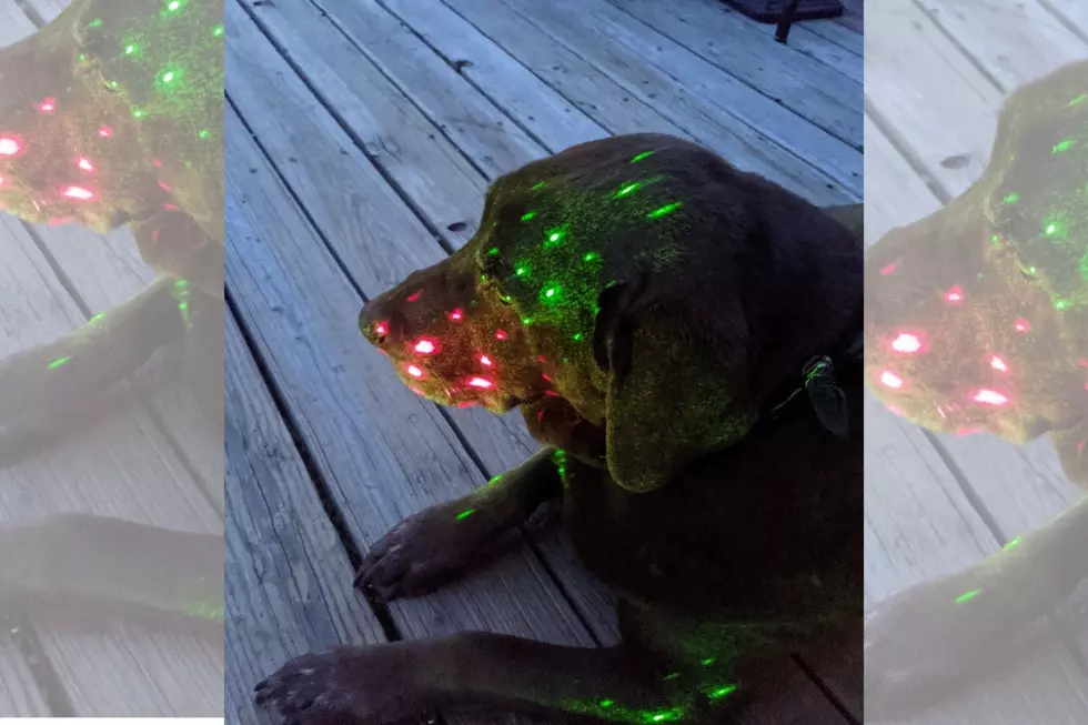Are My Laser Christmas Lights Safe for My Dog?