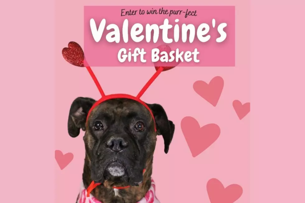 Billings Animal Shelter Hosting Virtual Valentine&#8217;s Raffle