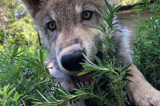 Wolf Pup at ZooMontana Needs Specialized Surgery