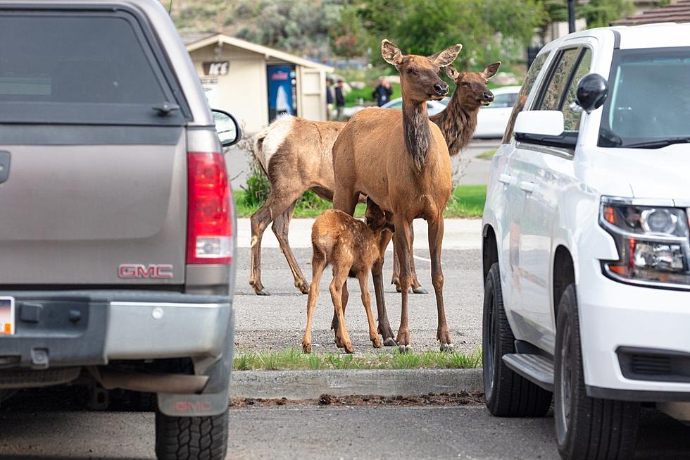 Beware of Aggressive Elk this Spring in Yellowstone Park