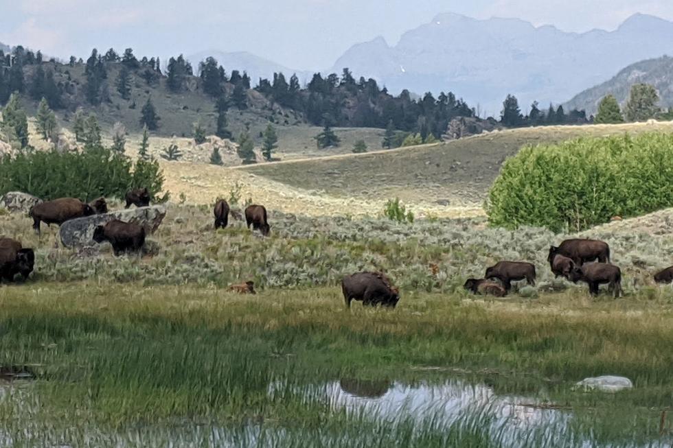 Nearly 1 Million Visitors at Yellowstone National Park in August