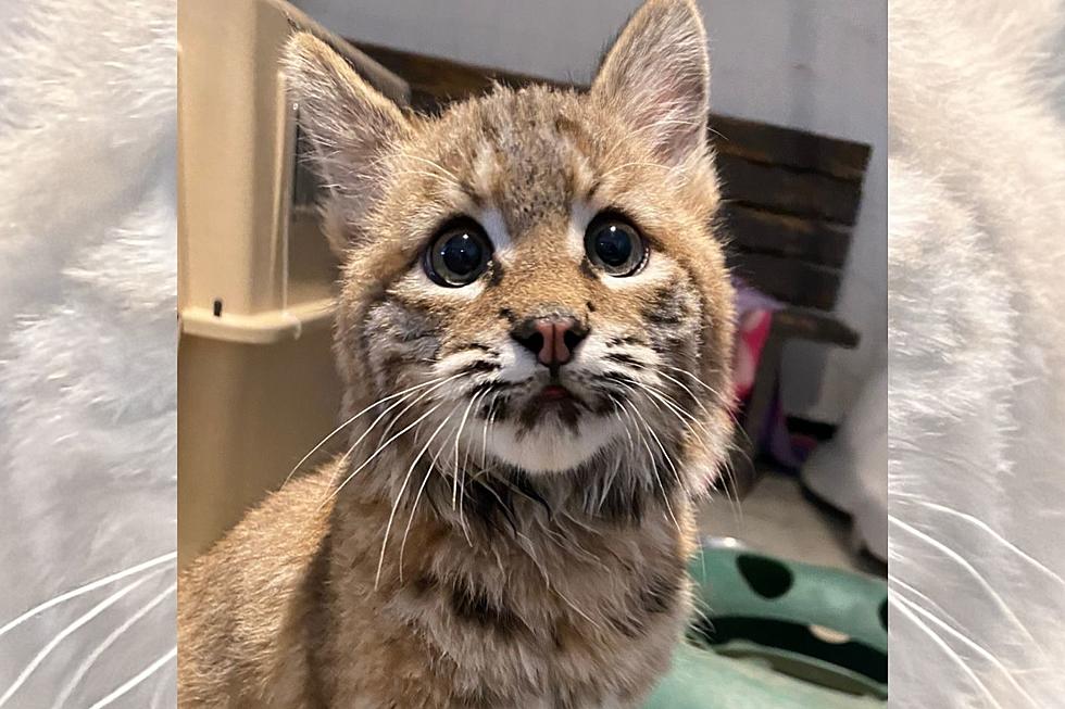 Cutest Thing You'll See Today: Baby Bobcat at Red Lodge Sanctuary