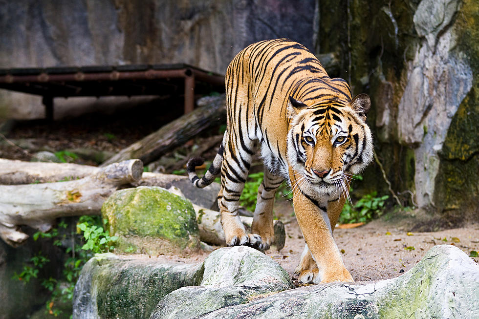 Montana's Famous Magician Pulls Vegas Tiger Sanctuary Proposal