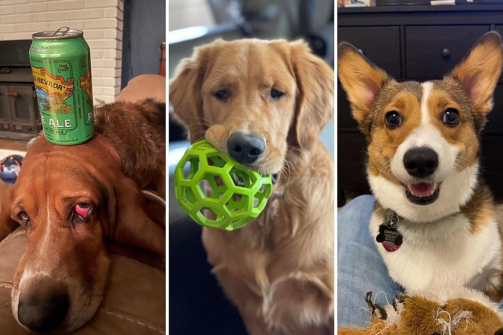 Hawk Listeners: Here Are 20 Of Your Cutest Puppy Photos